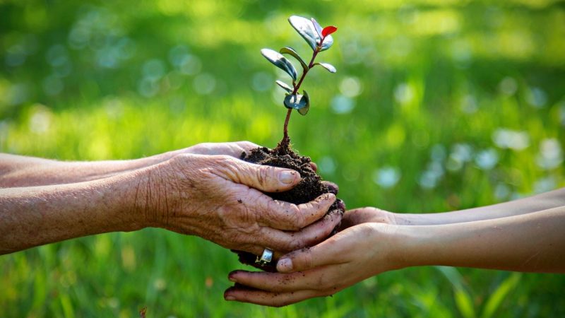 Dia Mundial do Meio Ambiente: 5 soluções eficientes adotadas pelo agro.