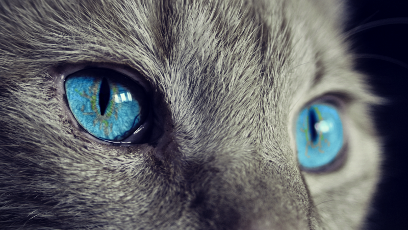 A MEDICINA FELINA ALÉM DO ATENDIMENTO CLÍNICO