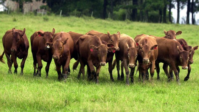 Carne produzida no bioma Pampa conquista selo de identificação;