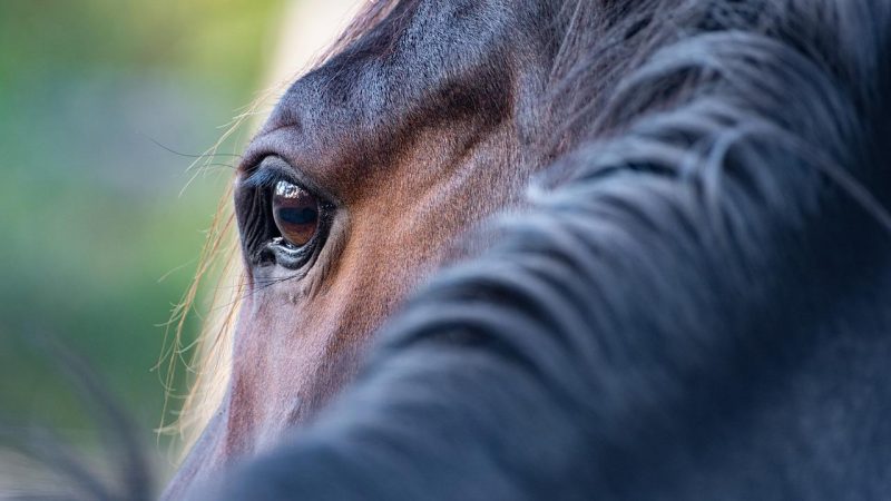 Hipismo – Origem / Brasil.