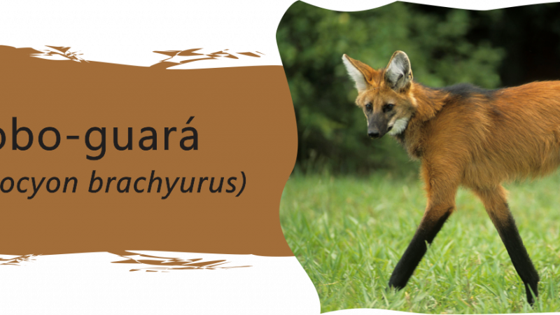 Lobo-guará (Chrysocyon brachyurus) – Ameaças, Conservação e Características.