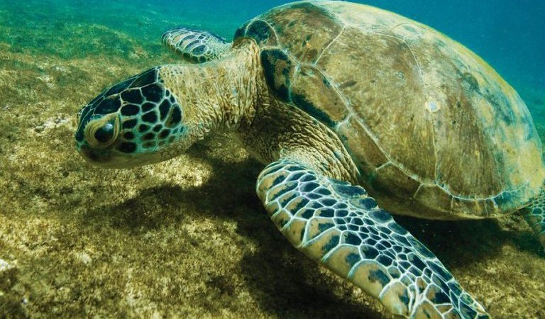 Lista Oficial das Espécies Ameaçadas de Extinção é divulgada.