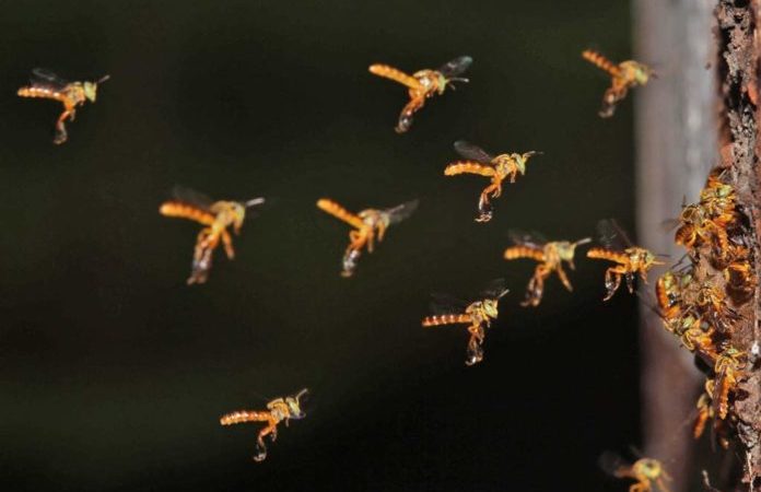 A importância da Mata Atlântica para abelhas sem ferrão.