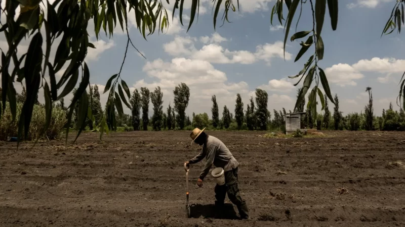 Agricultura sustentável: saiba como a Covid-19 reviveu fazendas da era asteca no México.
