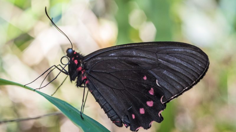 Espécie rara e ameaçada de borboleta é vista em Brumadinho.