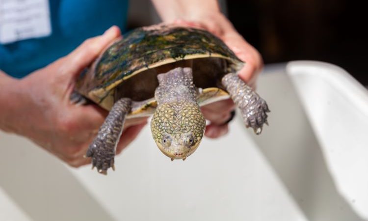 Cágado cabeçudo: não tem água mansa que acalme esse pequeno quelônio.