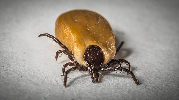 A crescente ameaça dos carrapatos.