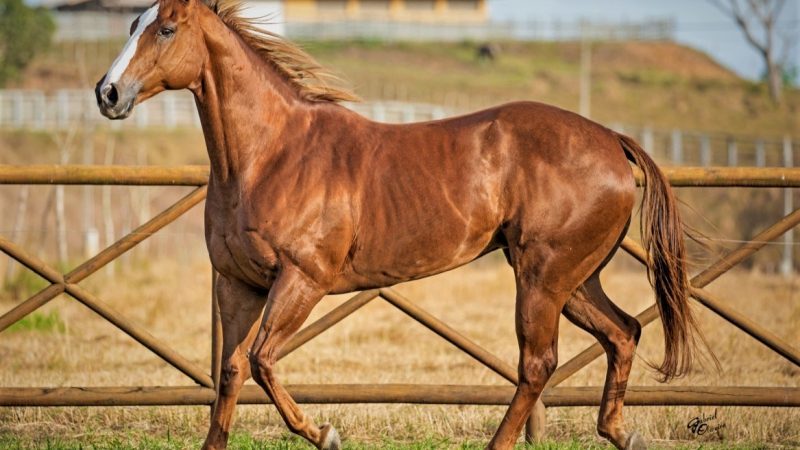 ABQM passa a realizar Transferência de Propriedade de animais com Certificado Digital.