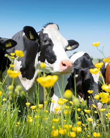 Suplementação mineral deficiente causa transtornos reprodutivos em vacas.