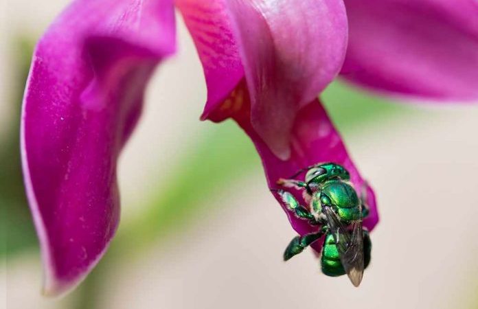 Abelhas de orquídeas: qual o tamanho da área de influência sobre elas?