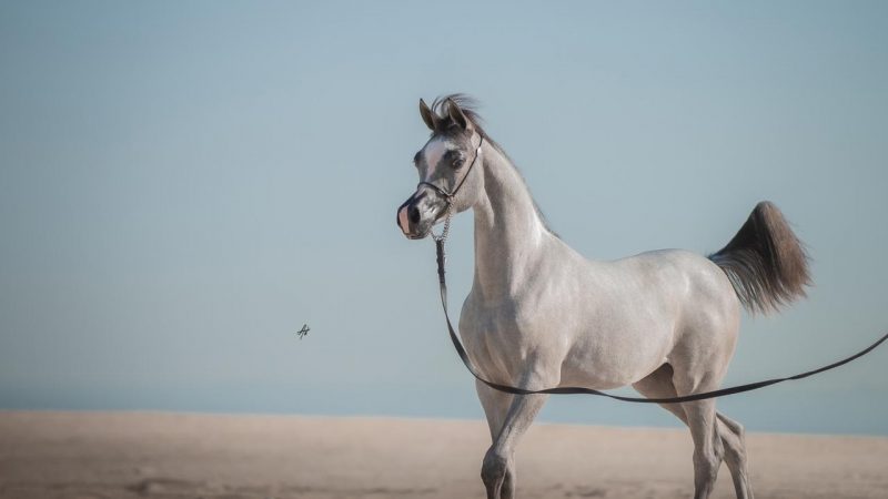 Potra De Criador Brasileiro Do Cavalo Árabe Se Destaca Em Provas Nos Emirados Árabes Unidos.
