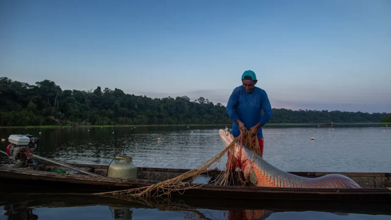 Como a pesca pode ajudar a recuperar populações de pirarucu na Amazônia.
