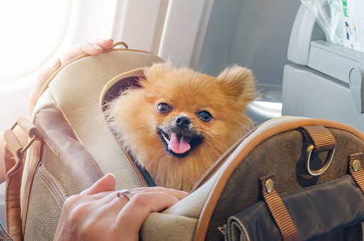 Como levar animais de estimação em viagens de avião.