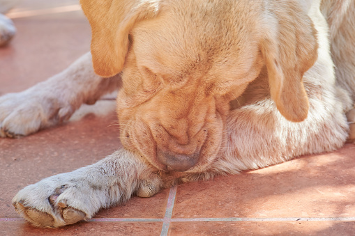 Pontos-chaves da alergia alimentar em cães.