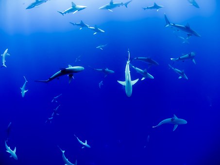 Sea Shepherd Brasil oferece curso sobre tubarões para condutores de visitantes de FN.