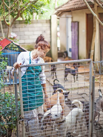 O trauma de animais que viveram com ‘acumuladores de pets’.