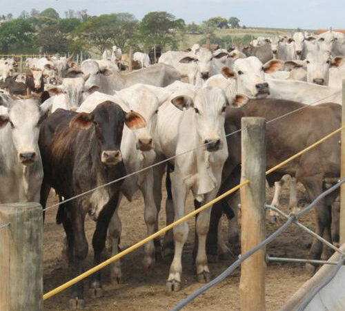 Proteína na alimentação de bovinos.