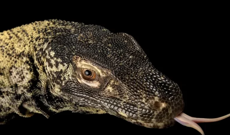 Dragão-de-komodo.