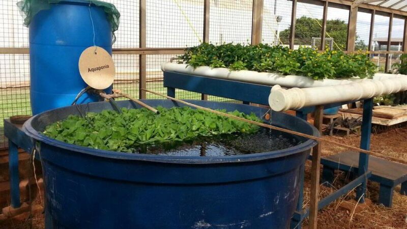 O papel da piscicultura na agricultura familiar.