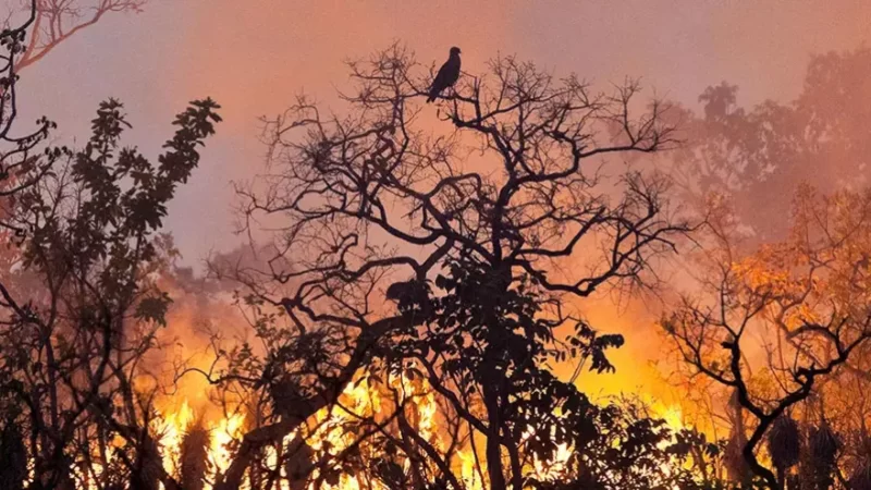 Novo relatório expõe como a pecuária industrial intensiva está impulsionando a crise climática.
