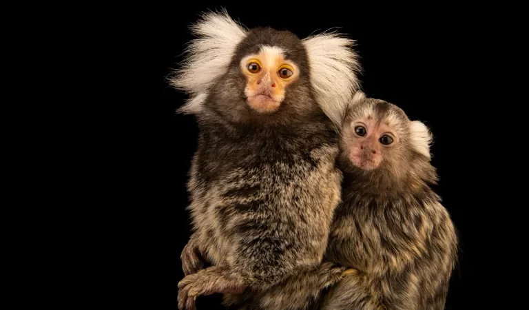 Macaco sagui: 5 curiosidades sobre o menor primata do planeta.