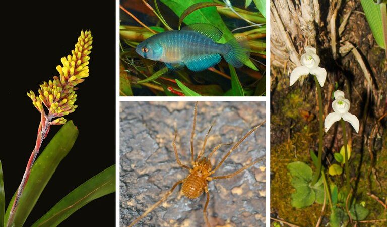Projeto de conservação de espécies amplia em seis vezes a área de atuação.