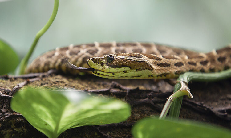 A robusta urutu-cruzeiro, uma cobra especialista em capturar mamíferos.