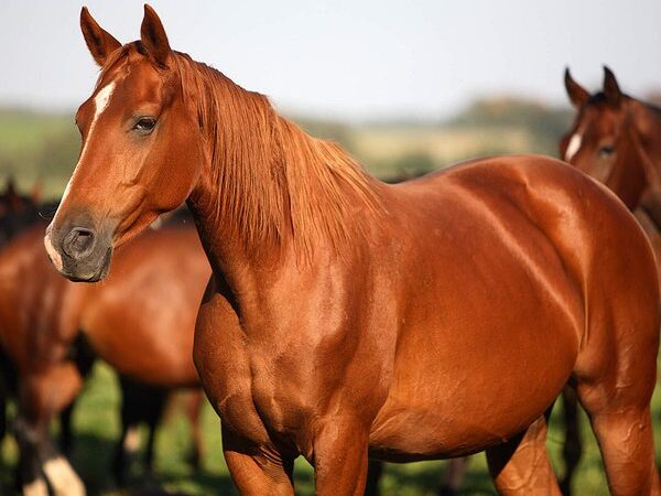 Saúde dos cavalos: como cuidar dos animais?