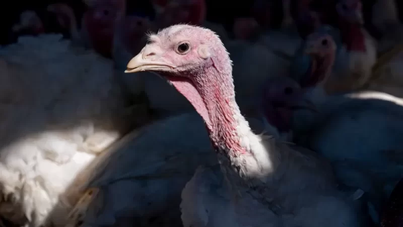 Gripe aviária: há risco para humanos após surto que matou 50 milhões de aves nos EUA?