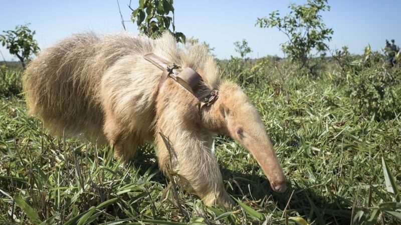 Único conhecido no planeta, tamanduá albino é encontrado no Cerrado.