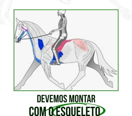 DEVEMOS MONTAR COM O ESQUELETO.