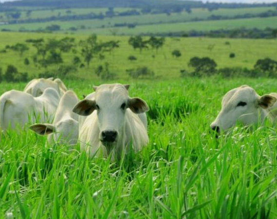 Análise foliar em pastagem: economia na produção.