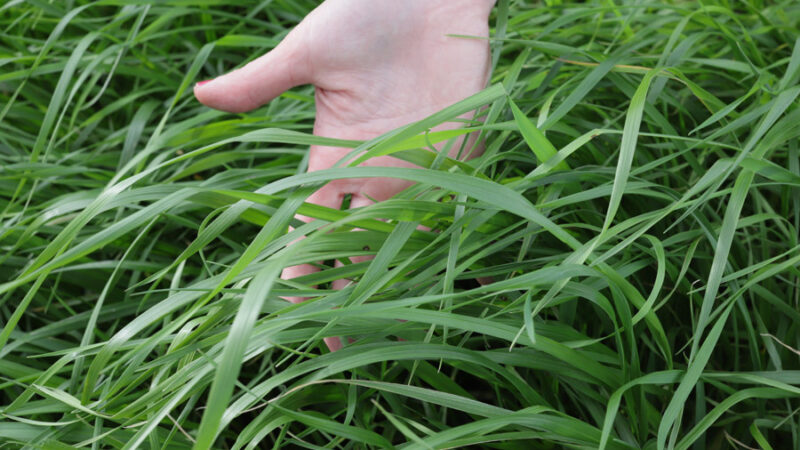 Pesquisadores desenvolvem cultivar mais produtiva de capim azevém.