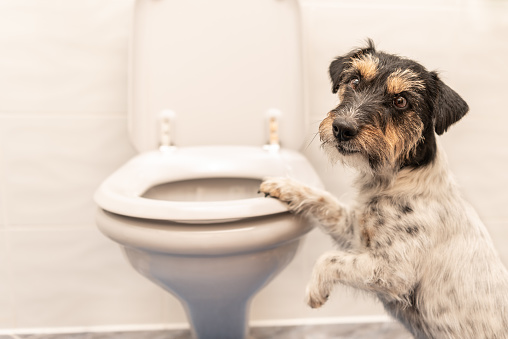 Como Lidar Com Problemas Digestivos de Seu Cão.