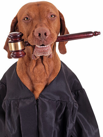 AFINAL, O QUE É DIREITO ANIMAL?