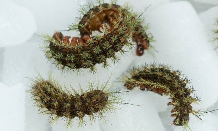 Butantan identifica proteínas com potencial de combater doenças degenerativas em veneno de taturana.