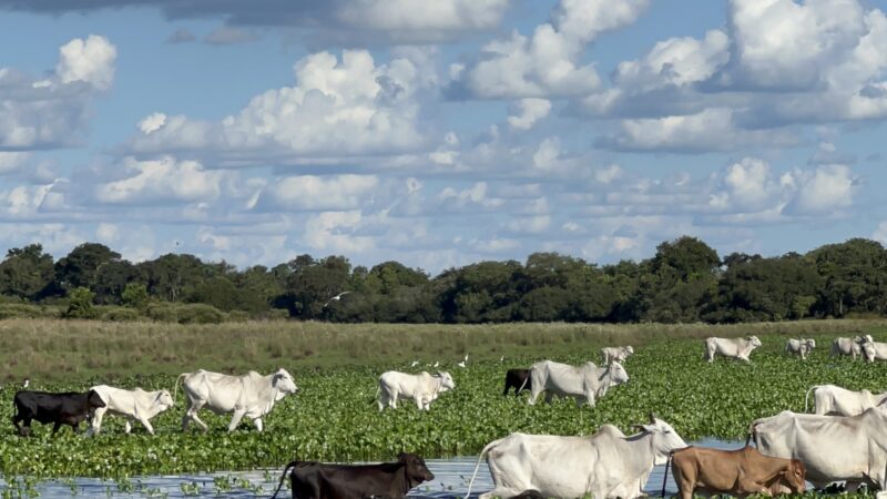 ABPO e Embrapa Pantanal avançam em três frentes de trabalho em prol da pecuária pantaneira.