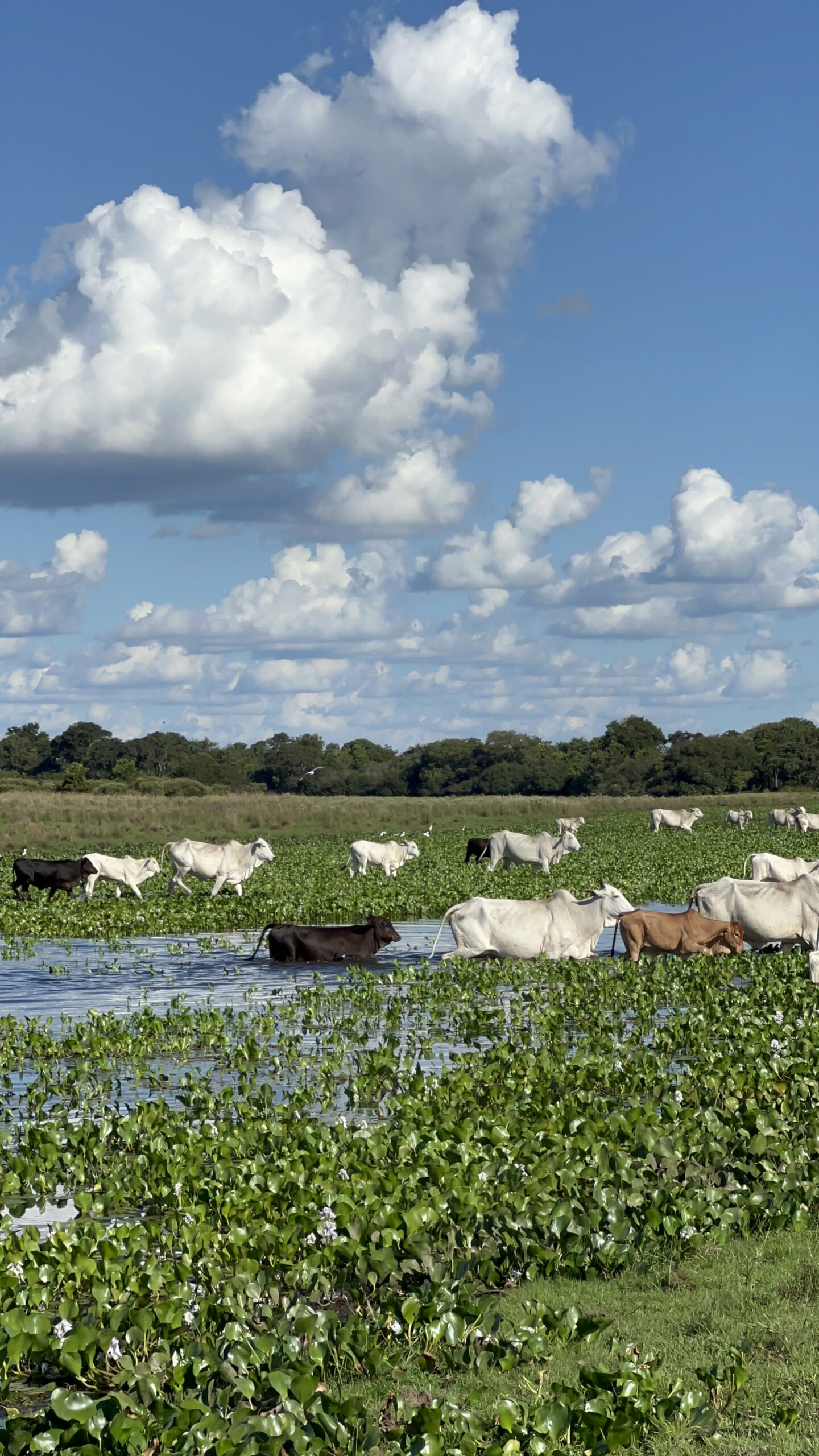 ABPO e Embrapa Pantanal avançam em três frentes de trabalho em prol da pecuária pantaneira.