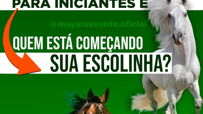 Qual o melhor cavalo para iniciantes e para quem está começando sua escolinha?