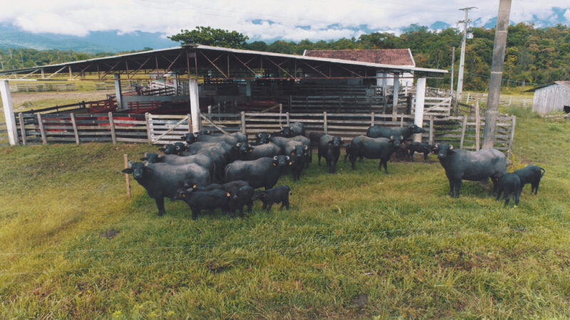 Paraná ensaia retomada da produção de búfalos.