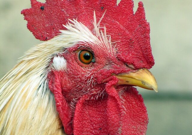 Ministério da Agricultura declara emergência zoossanitária devido à influenza aviária no Brasil.
