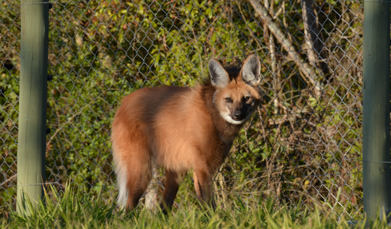Lobo-guará Canelinha é reintroduzido na natureza.