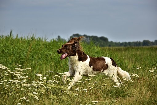 A maior dúvida: Será que meu animal volta para mim?