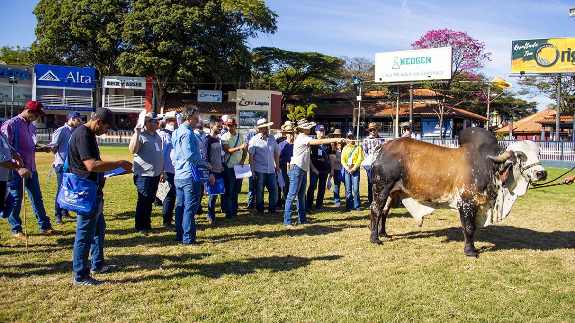 75º CURSO DE EXTERIOR E JULGAMENTOS DE ZEBUÍNOS.