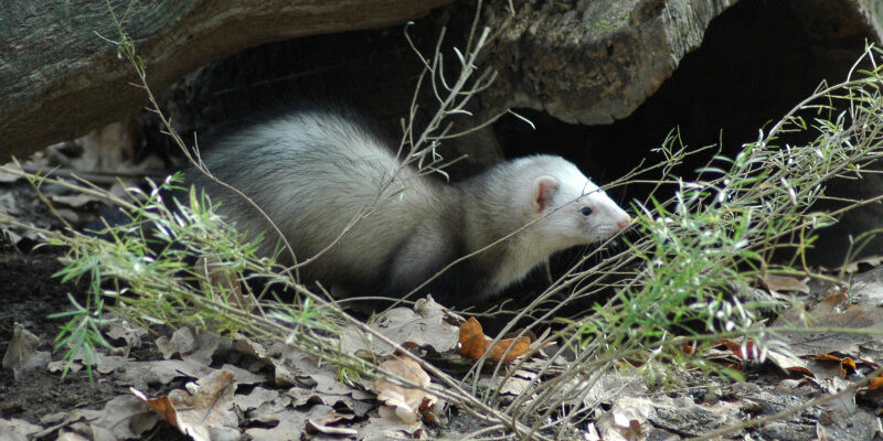 Furão (Mustela putorius furo).