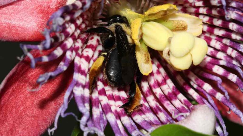 Plantas que os polinizadores gostam.