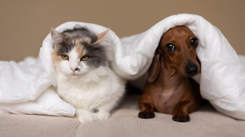 Bactéria causadora da otite externa provoca dores e prejudica o bem-estar de pets.
