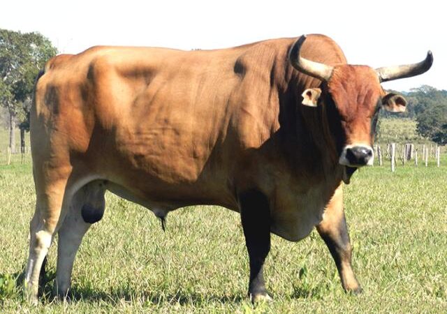 Bovino pantaneiro reúne resistência e produtividade.