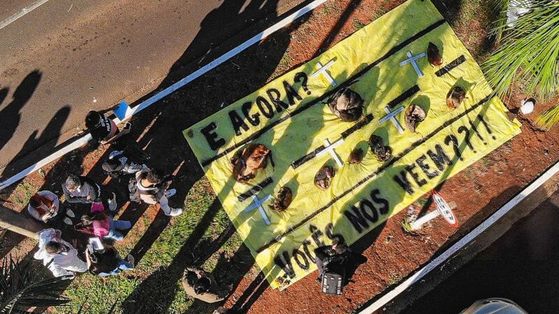 A rodovia que mata mais de 2 mil animais silvestres por ano.