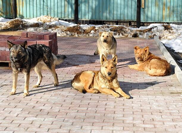 Responsabilidade Civil dos Cuidadores de Animais Comunitários.